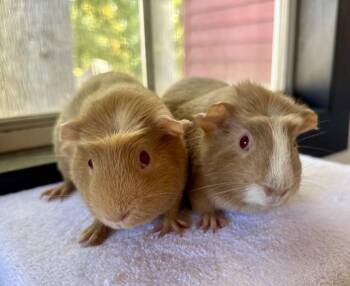 Rescue Guinea Pig Guinea Pigs for Adoption in Sauk Village, Illinois - Peanut Butter + Jelly Bonded Pair | PetCurious